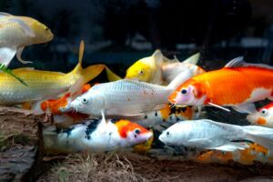 A colorful school of koi fish swimming in an aquarium, showcasing vibrant patterns and colors.
